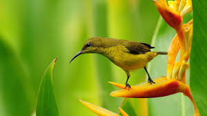 See more ideas about laptop wallpaper, macbook wallpaper, computer wallpaper. Wallpaper Hd For Laptop Posted By Ryan Johnson