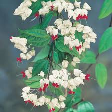 Should have seen it coming, should have done something. Clerodendrum Bleeding Heart