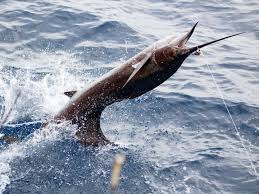 Deep Sea Fishing Costa Rica Book A Costa Rica Offshore