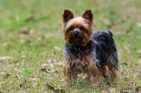 1 kedi 1 kopek sahiplendirme ilanlari yorkshire terrier kopek hayvanlar