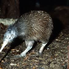 13,072 new zealand kiwi premium high res photos. New Zealand S Drought And Record Breaking Hot Summers Putting Kiwi Birds At Risk New Zealand The Guardian