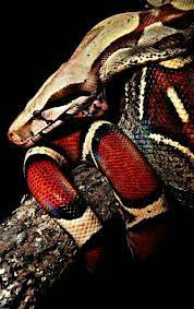 Columbian Red Tailed Boa Cute Snake Boa Constrictor Reptile Snakes