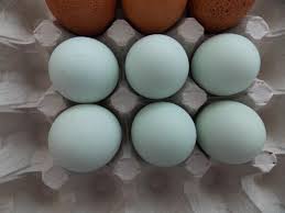 Bird Eggs For Sale Uk Cream Legbars For Sale Cream Legbar Chickens Breed Information Omlet Uk Cream Legbar Chickens Chicken Breeds Cream Legbar