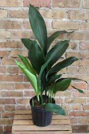Image result for Aspidistra