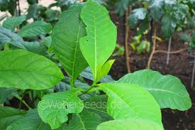 Image result for Voacanga africana