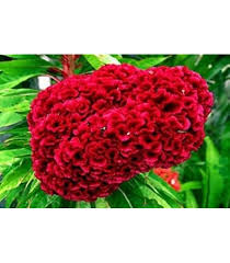 Image result for Celosia nervosa