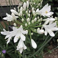 Image result for Agapanthus africanus
