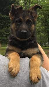 Meet Akc Ofa Lifetime Warranty Female Pup German Shepherds In Roscommon Michigan For Sale Find Cute Cute Dogs And Puppies Cute Dogs Breeds Shepherd Puppies