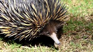 Animal) equidna nm nombre masculino: Currumbin Wildlife Sanctuary Vets Say Piggie The Stolen Echidna Is Clearly Uncomfortable Gold Coast Bulletin