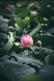 These 4 Thich Nhat Hanh Quotes Are A Manual For Life Lotus Flower Pictures Lotus Flower Wallpaper Lotus Picture
