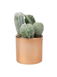 Just like flowers, cacti and succulents have their own symbolic meaning that you should know if you'd like to read more about plant feng shui and how it can help or hurt your home's energy presenting flowers to someone wasn't something you did lightly. The Best Fake Plants That Don T Look Naff Huffpost Uk Life