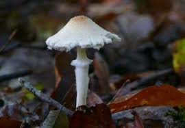 Image result for Trachyphrynium braunianum