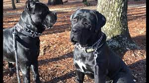 It was once distributed throughout much of the italian. Two Gorgeous Examples Of A Cane Corso Youtube