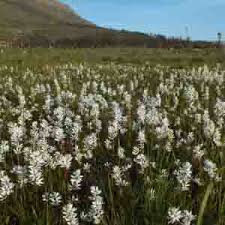 Image result for Wurmbea