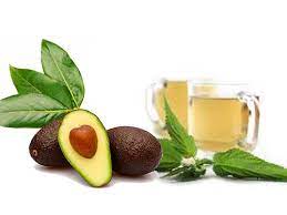 Para Que Sirve El Te De Hojas De Aguacate Todo Sobre Medicamentos