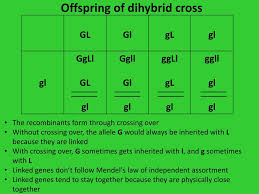 Dihybrid crosses reveal the law of independent assortment. Ppt Dihybrid Crosses And Gene Linkage Powerpoint Presentation Free Download Id 3595810