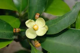 Image result for Garcinia volkensii