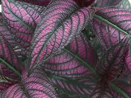 Image result for Strobilanthes