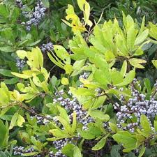Image result for Myrica salicifolia