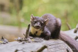 Image result for kuna lesní obrázky