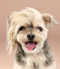 Pawsitively Purrfect