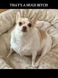 Image result for chihuahua big obesity