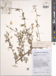 Image result for Abutilon longicuspe