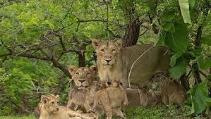 Online Gir National Park Safari Booking ...