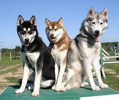 7 de mayo de 2018. Cuidados Para El Husky Siberiano Una De Las Razas Que Recibimos Mas En By Happy Can Camp Medium