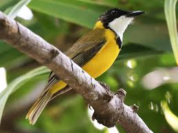 Image result for Phyllanthus paxii