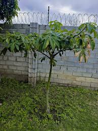 Image result for Faurea rochetiana