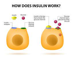 Insulin S Role In The Human Body
