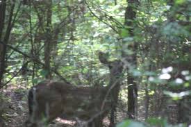 See 6 traveler reviews, 11 candid photos, and great deals for hugh white state park cabins, ranked #2 of 2 specialty lodging in grenada and rated 3 of 5 at tripadvisor. Hugh White State Park A Mississippi State Park Located Near Grenada