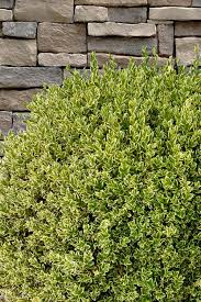 Image result for Buxus acutata