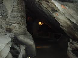 Image result for isolona