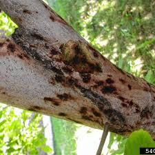 Image result for Walnut blight