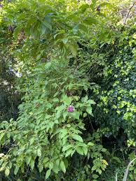 Image result for Iochroma cyaneum