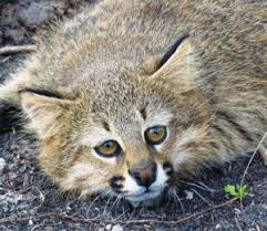 Grasslands, shrublands, and dry forests are the preferred habitats of the colocolo. Pampas Cat Leopardus Pajeros Kaieteur News