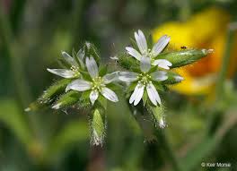 Image result for Cerastium glomeratum