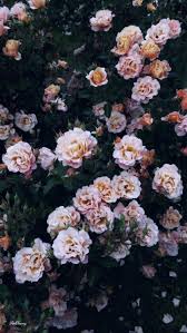 Lockscreen Tumblr In 2020 Nature Iphone Wallpaper Flower Wallpaper Floral Wallpaper