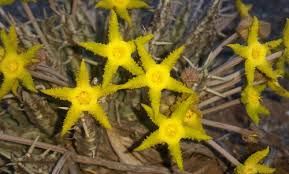 Image result for Tridentea