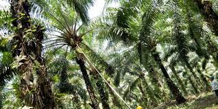 We did not find results for: Raup Cuan Dari Sampah Kelapa Sawit Merdeka Com
