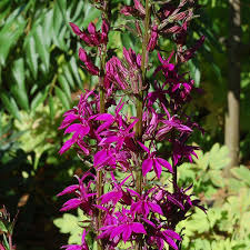 Image result for Lobelia thermalis