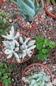 No Fuss Succulents Bring Style To Your Party Fiskars Succulents Succulent Planter Diy Succulents Diy