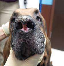 The best way to put it on your pet is by mixing two and a half teaspoons of neem oil with a cup of aloe vera and apply it twice a day. Nasal Planum Disease In Dogs Clinician S Brief