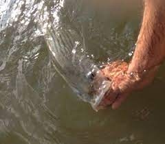 Learn How To Release A Fish Fly Fishing Tips Fly Fishing Fishing Tips