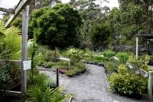 Plants Of Tasmania Nursery Gardens