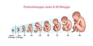 Lalu, sebenarnya bagaimana sih perkembangan janin dalam kandungan pada umumnya? Perkembangan Janin Dari Minggu Ke Minggu Lengkap Mamapapa Id