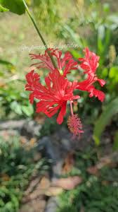 Image result for Hibiscus schinzii