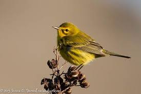 Central Florida Backyard Bird Identification Backyard Birds Bird Identification Bird Watching Gifts